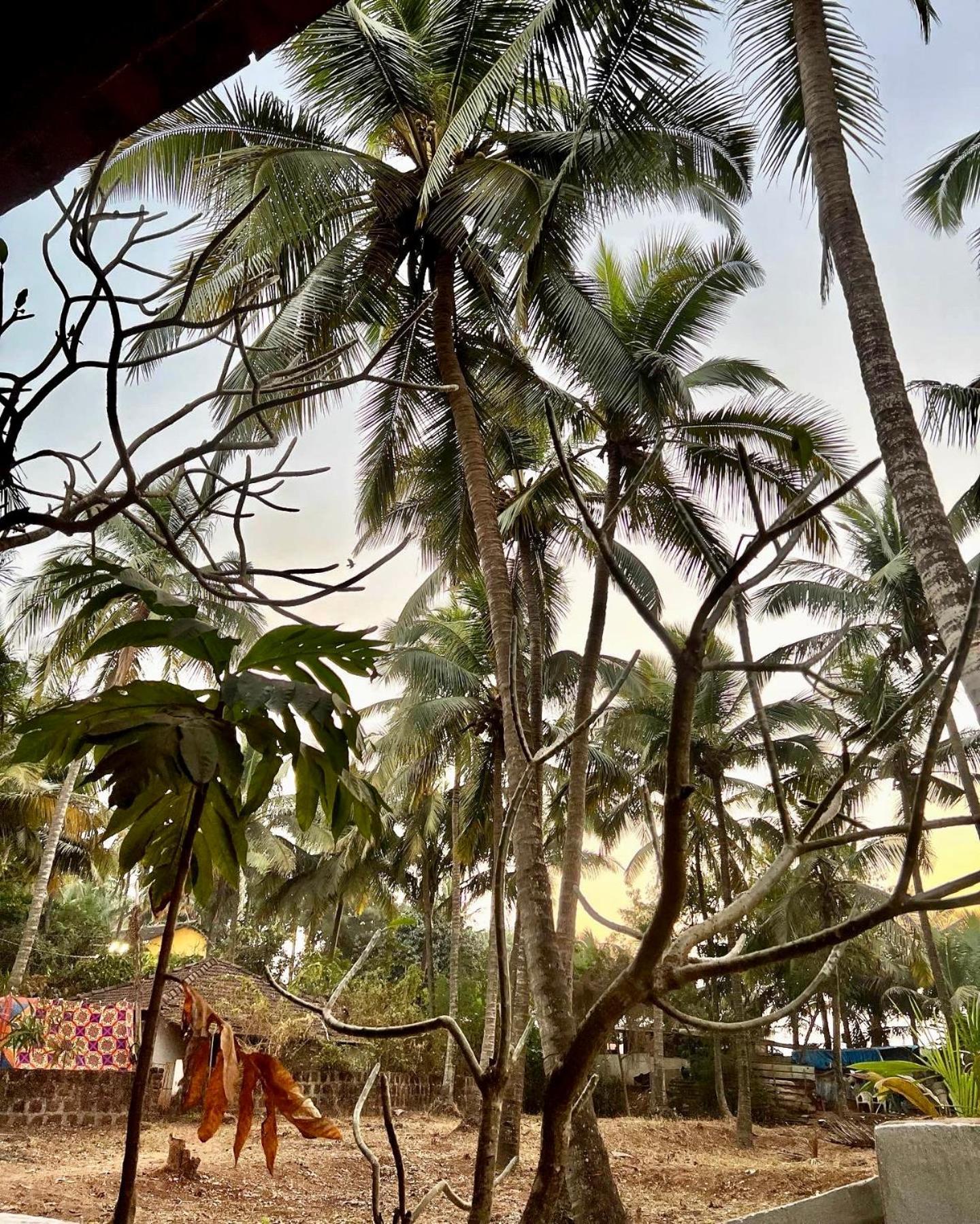 The Wild Flower! Anjuna Exterior photo